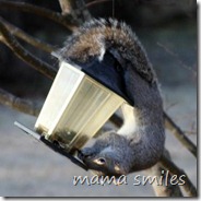 squirrel stealing food from our bird feeder