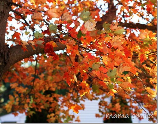autumn in New England