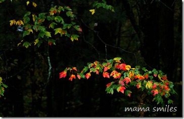 stunning fall leaves on a rainy Friday