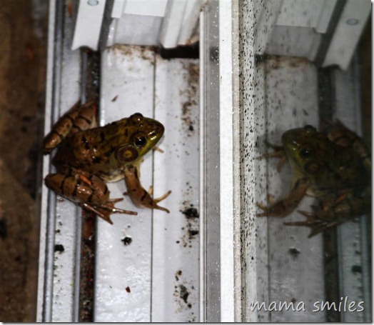 frog trying to come in from the rain