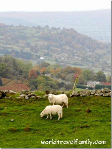 Welsh sheep