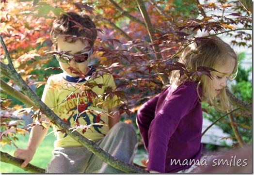 the magic of climbing trees
