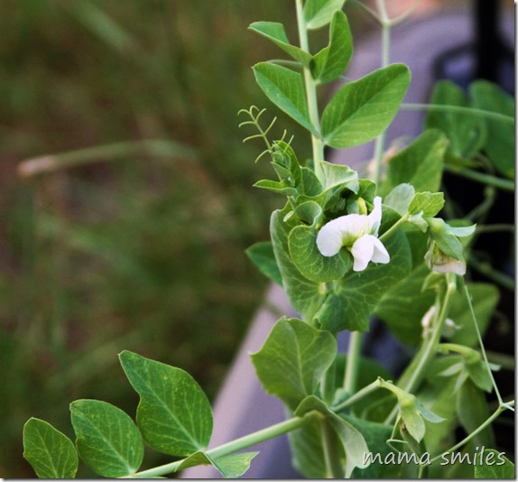 Creating an organic garden - a series sponsored by The Home Depot. #DigIn
