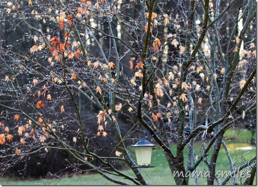 Japanese maple tree leaves in January