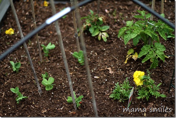 organic-gardening