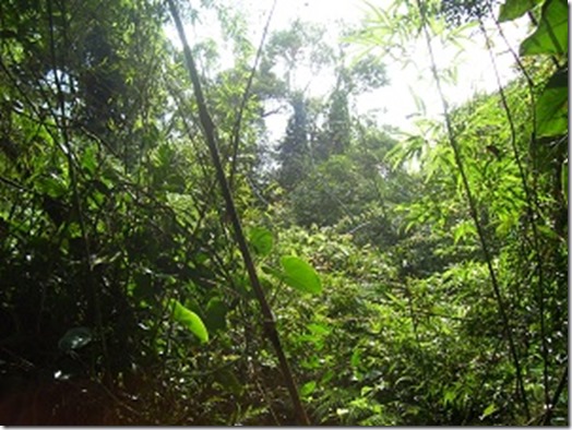 Tropical Beauty of Brazil
