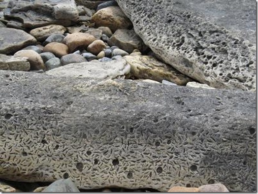 awesome fossil mark rock at m bay