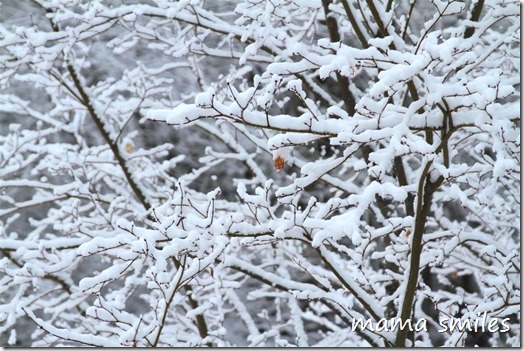 winter in Massachusetts