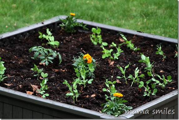 organic gardening