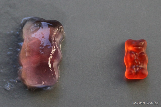 Naturally dyed gummy bear after soaking in water